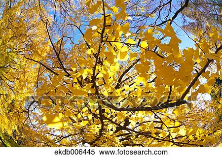 Autumn leaves View Large Photo Image Stock Photography - Autumn leaves. Fotosearch
