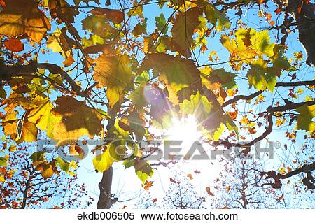 Autumn leaves View Large Photo Image Stock Photography - Autumn leaves. Fotosearch