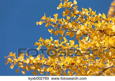 Stock Photography - Autumn leaves. Fotosearch