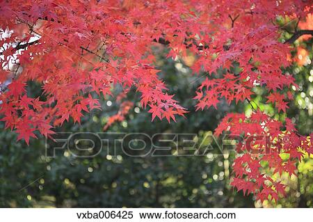 Autumn leaves View Large Photo Image Stock Photography - Autumn leaves. Fotosearch