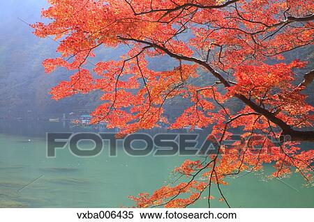 Autumn leaves View Large Photo Image Stock Photography - Autumn leaves. Fotosearch