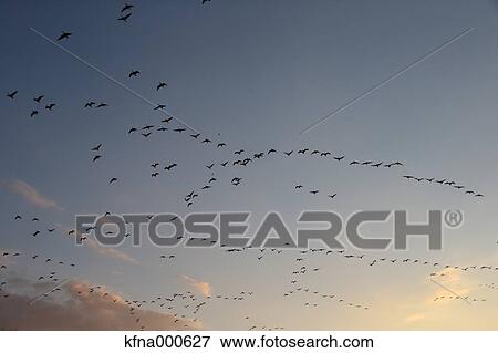 Stock Photo - Birds flying. Fotosearch