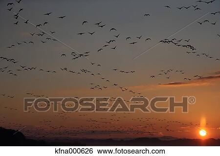 Stock Photograph - Birds flying. Fotosearch