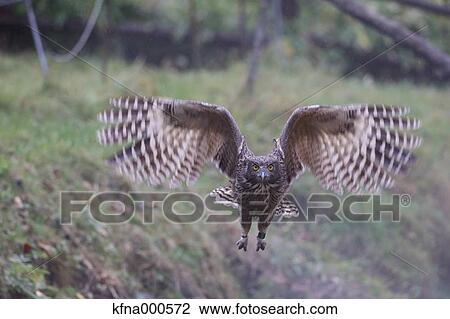 Blakistons Fish Owl View Large Photo Image Stock Image - Blakistons Fish Owl. Fotosearch
