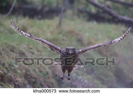 Blakistons Fish Owl View Large Photo Image Stock Image - Blakistons Fish Owl. Fotosearch