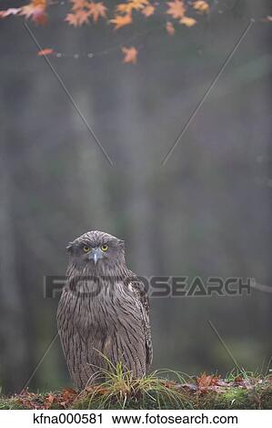 Blakistons Fish Owl View Large Photo Image Stock Image - Blakistons Fish Owl. Fotosearch