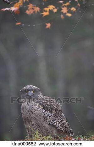 Stock Image - Blakistons Fish Owl. Fotosearch