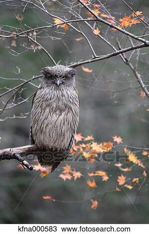 Blakistons Fish Owl View Large Photo Image Stock Image - Blakistons Fish Owl. Fotosearch