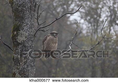 Blakistons Fish Owl View Large Photo Image Stock Photo - Blakistons Fish Owl. Fotosearch