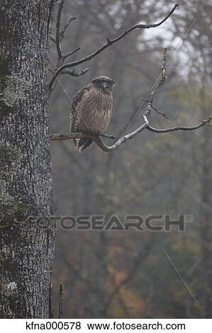 Stock Photo - Blakistons Fish Owl. Fotosearch