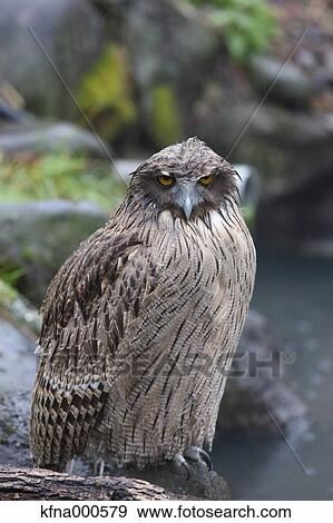 Stock Photo - Blakistons Fish Owl. Fotosearch