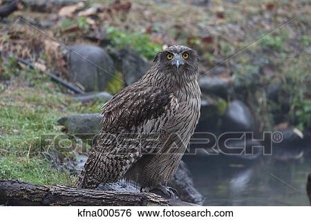 Stock Photograph - Blakistons Fish Owl. Fotosearch