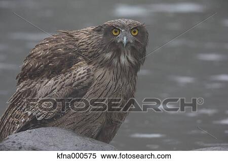 Stock Photography - Blakistons Fish Owl. Fotosearch