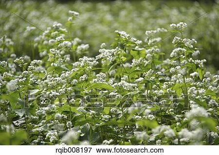 Buckwheat flowers View Large Photo Image Stock Photo - Buckwheat flowers. Fotosearch