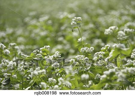 Buckwheat flowers View Large Photo Image Stock Photo - Buckwheat flowers. Fotosearch