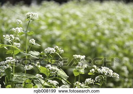 Buckwheat flowers View Large Photo Image Stock Photo - Buckwheat flowers. Fotosearch