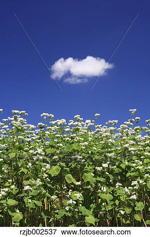 Buckwheat flowers View Large Photo Image Stock Photo - Buckwheat flowers. Fotosearch