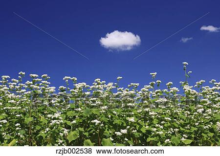 Buckwheat flowers View Large Photo Image Stock Photo - Buckwheat flowers. Fotosearch