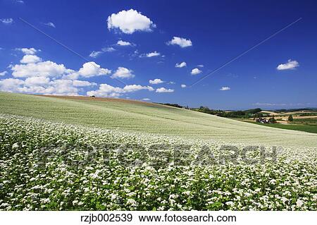 Buckwheat flowers View Large Photo Image Stock Photo - Buckwheat flowers. Fotosearch