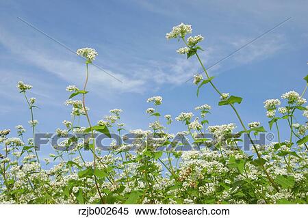 Buckwheat flowers View Large Photo Image Stock Photography - Buckwheat flowers. Fotosearch