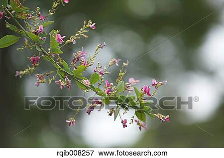Stock Photo - Bush Clover. Fotosearch