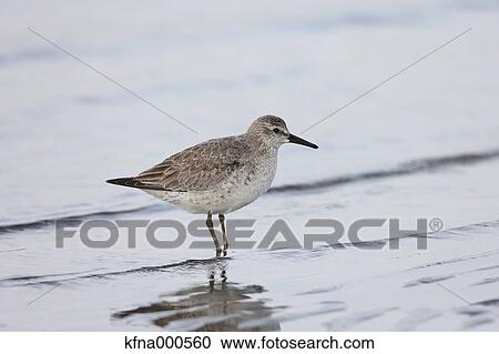 Calidris Canutus View Large Photo Image Stock Image - Calidris Canutus. Fotosearch