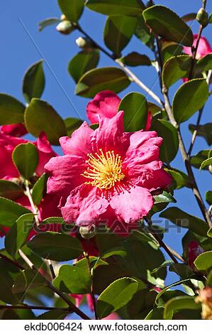 Camellia Sasanqua View Large Photo Image Picture - Camellia Sasanqua. Fotosearch