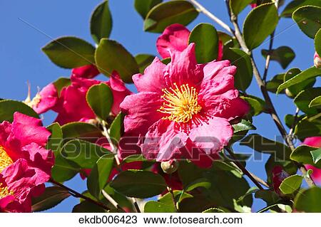 Camellia Sasanqua View Large Photo Image Stock Image - Camellia Sasanqua. Fotosearch