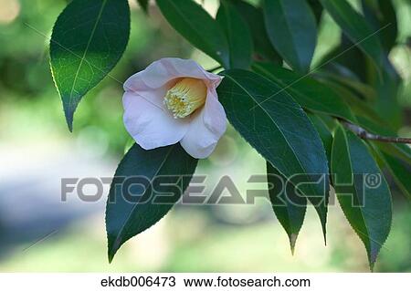 Camellia Sasanqua View Large Photo Image Stock Image - Camellia Sasanqua. Fotosearch