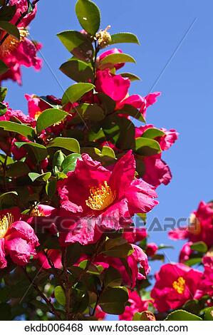 Camellia Sasanqua View Large Photo Image Stock Photo - Camellia Sasanqua. Fotosearch