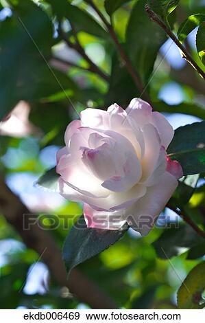 Camellia Sasanqua View Large Photo Image Stock Photo - Camellia Sasanqua. Fotosearch