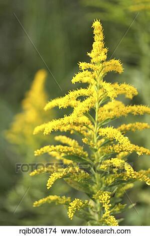Canada Golden Rod View Large Photo Image Picture - Canada Golden Rod. Fotosearch
