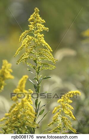 Stock Photograph - Canada Golden Rod. Fotosearch