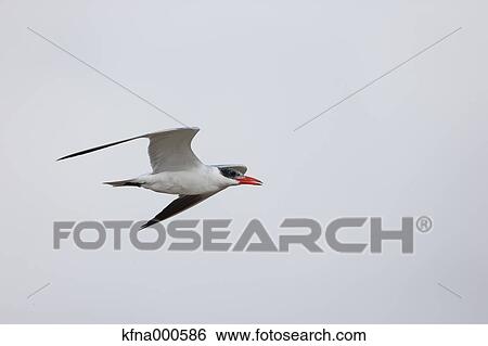 Stock Photograph - Caspian Tern. Fotosearch