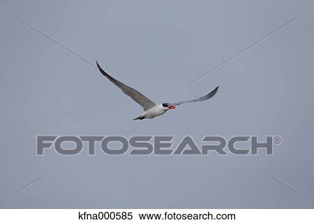 Caspian Tern View Large Photo Image Stock Photography - Caspian Tern. Fotosearch