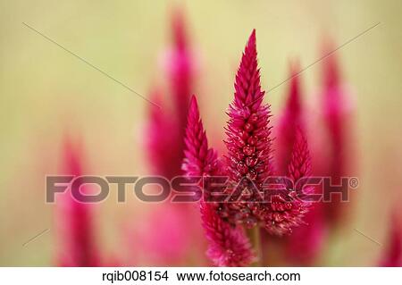 Picture - Celosia. Fotosearch
