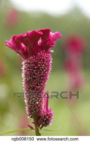 Stock Image - Celosia. Fotosearch
