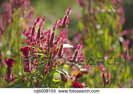 Stock Photography - Celosia. Fotosearch