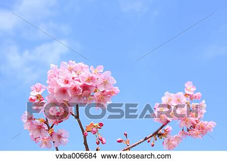 Cherry blossoms View Large Photo Image Picture - Cherry blossoms. Fotosearch