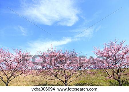 Picture - Cherry blossoms. Fotosearch