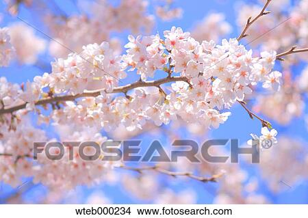 Picture - Cherry blossoms. Fotosearch