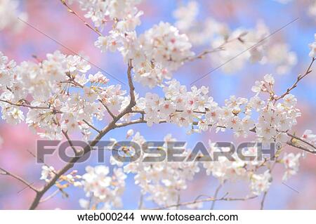 Cherry blossoms View Large Photo Image Picture - Cherry blossoms. Fotosearch