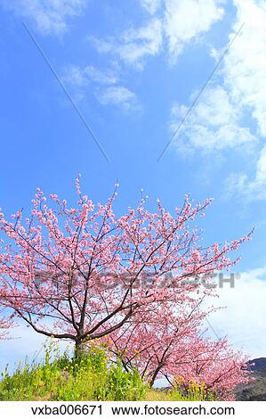 Cherry blossoms View Large Photo Image Stock Image - Cherry blossoms. Fotosearch