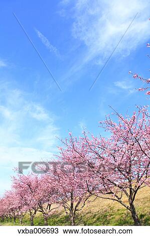 Stock Image - Cherry blossoms. Fotosearch