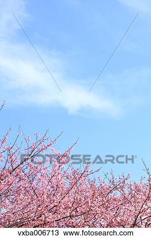 Cherry blossoms View Large Photo Image Stock Image - Cherry blossoms. Fotosearch