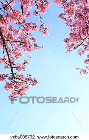 Cherry blossoms View Large Photo Image Stock Image - Cherry blossoms. Fotosearch