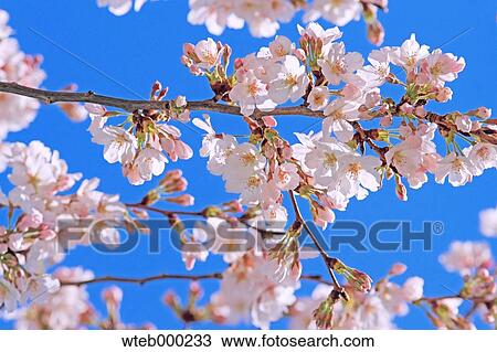 Stock Image - Cherry blossoms. Fotosearch