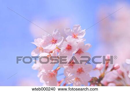 Cherry blossoms View Large Photo Image Stock Image - Cherry blossoms. Fotosearch