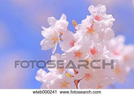 Cherry blossoms View Large Photo Image Stock Image - Cherry blossoms. Fotosearch