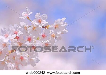 Cherry blossoms View Large Photo Image Stock Image - Cherry blossoms. Fotosearch